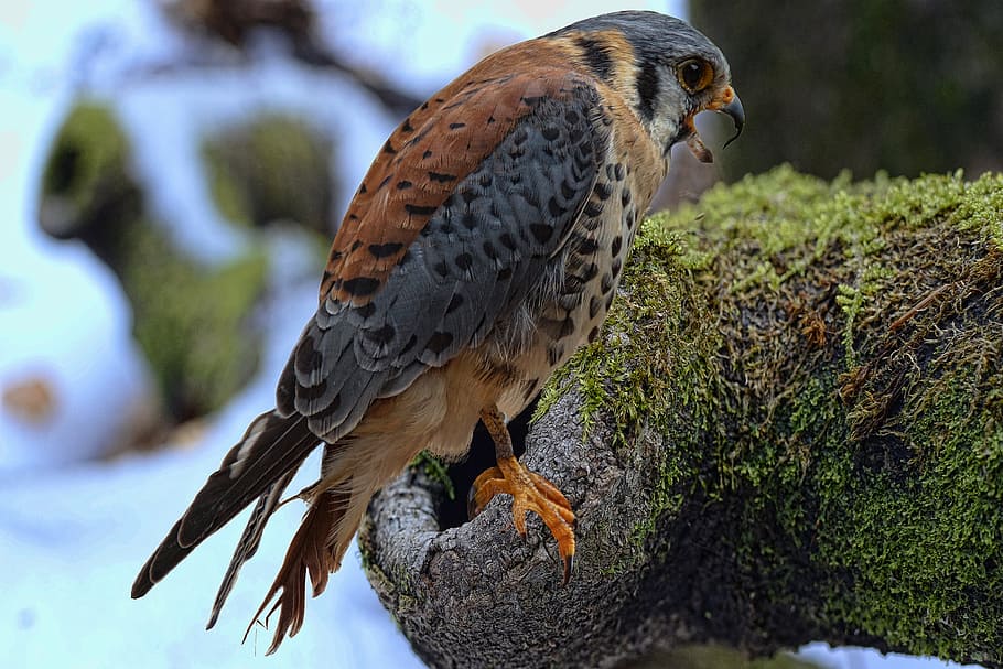 brown, gray, eagle, falcon, bund hawk, falconry, raptor, hunting, wildlife photography, nocturnal