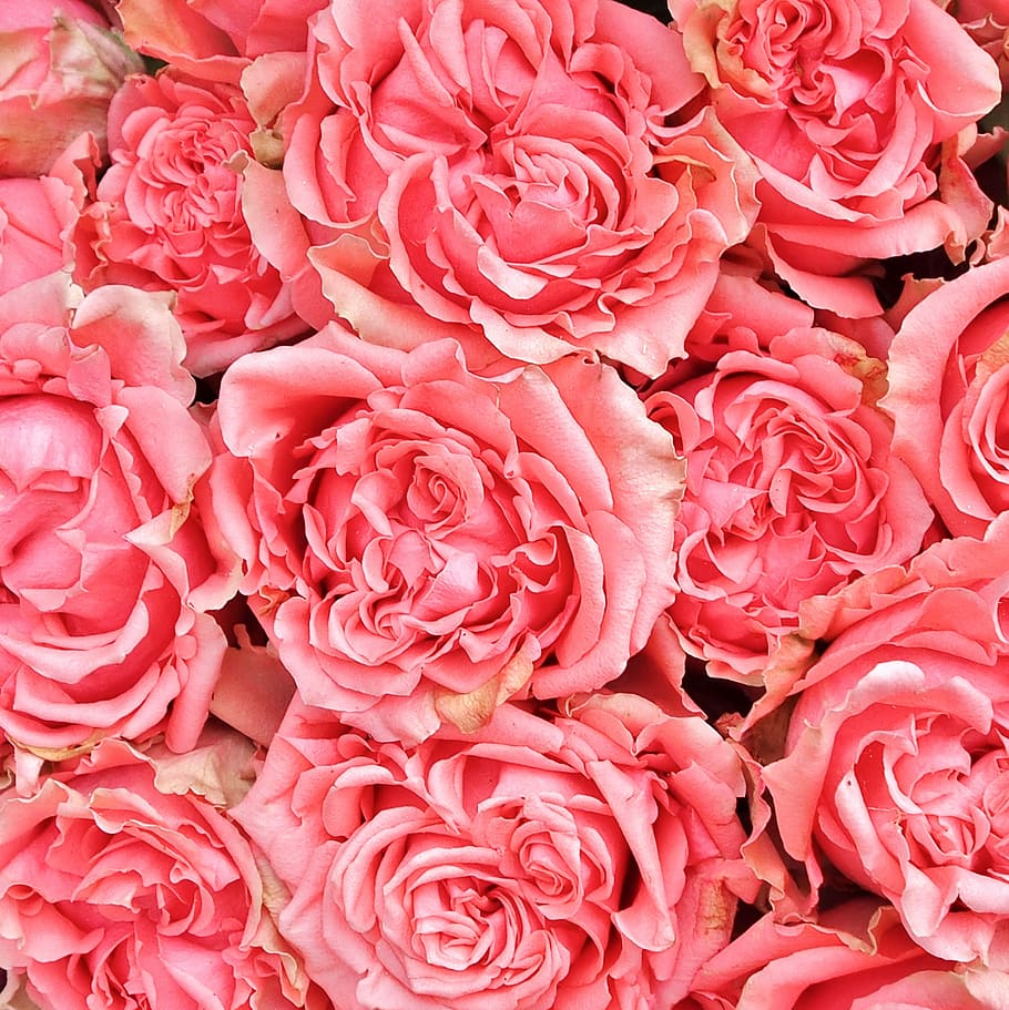 flores de color rosa, ramo de clavel, clavel, rosa, flores, flor, clavel rosa, schnittblume, fotograma completo, planta floreciendo