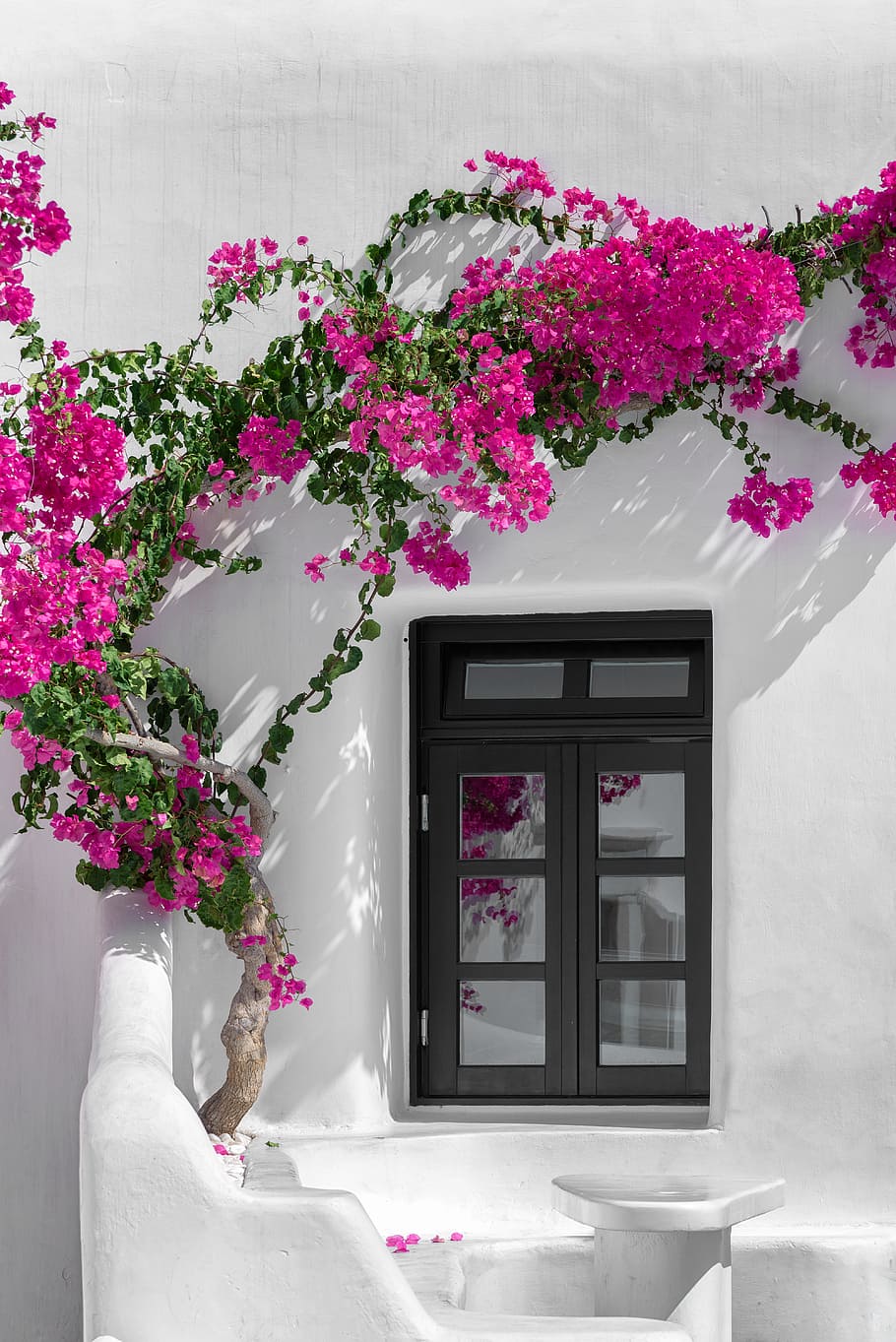 Buganvilla, Mykonos, pintura de pared blanca, planta floreciendo, flor, planta, color rosado, vulnerabilidad, belleza en la naturaleza, naturaleza