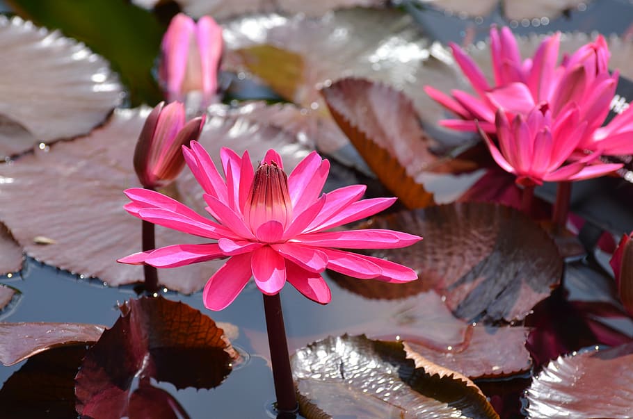 pink, waterlily flowers, lily pod, botanical, waterlilies, flowers, water, pond, waterlily, summer