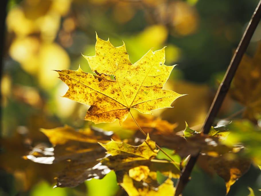 musim gugur, daun, maple, alam, hutan, warna musim gugur, lampu latar, makro, bagian tanaman, perubahan