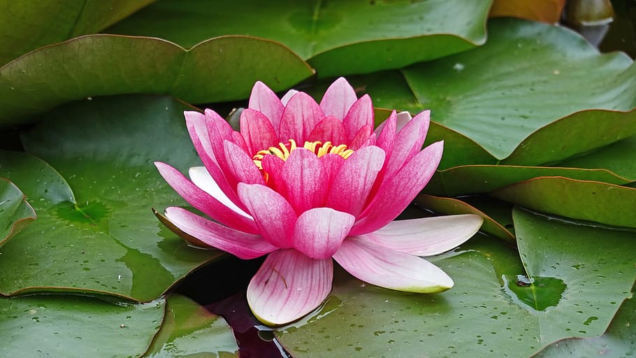 water lily, pond, water plant, bloom, flower, nymphaea, pink, water, water flower, lake