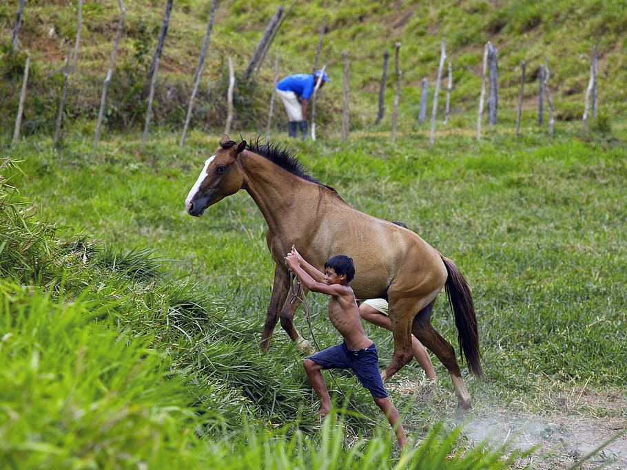 ブラジル, 田舎, 馬, 子供, ハシエンダ, 動物, 人, 風景, 草, 動物のテーマ
