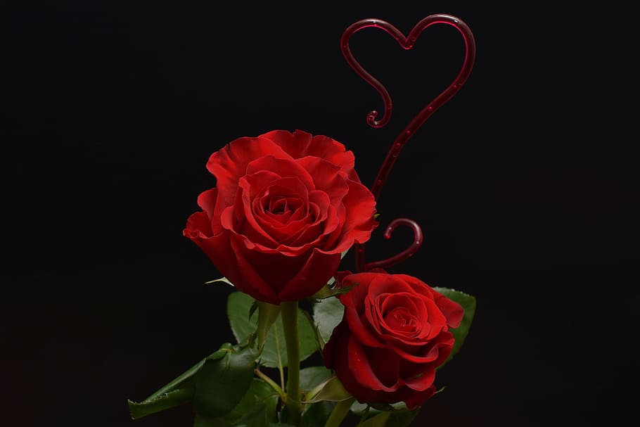 Roses Heart Love Flowers Romance