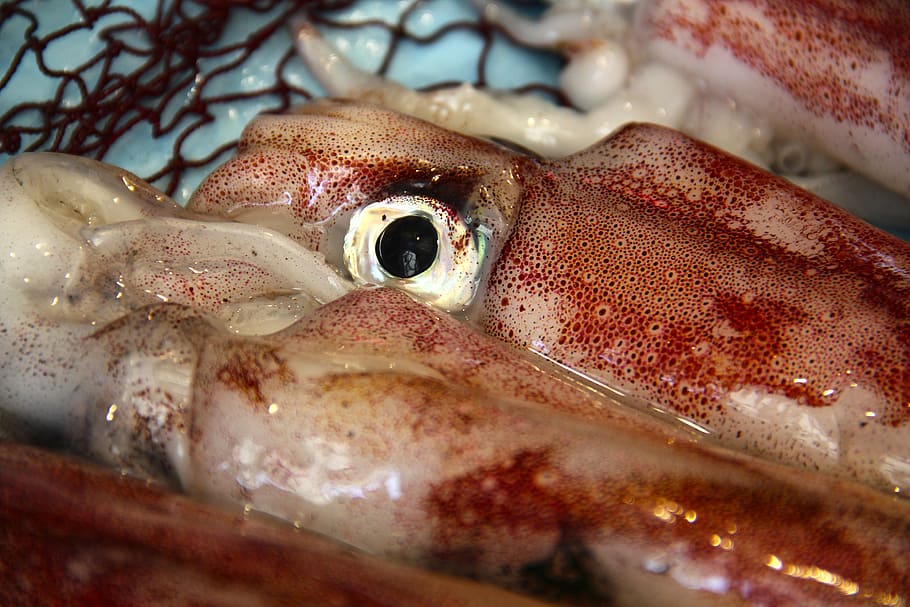 squid, kalmar, fish market, seafood, food, freshness, sea, ice, fish, animal