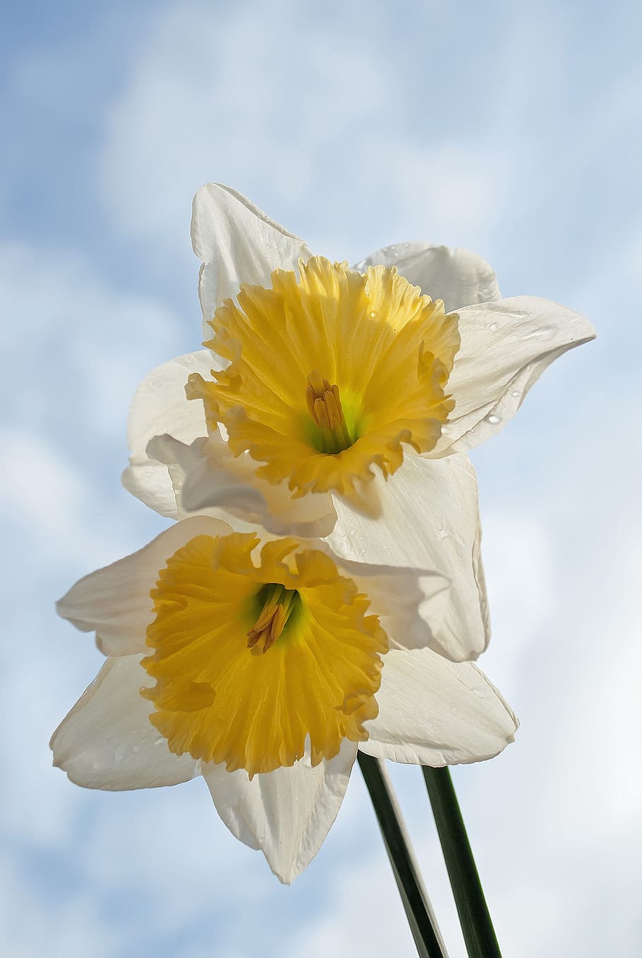 Narcis, Spring, Yellow, White, Nature, spring flower, flower, flowers, sky, plant