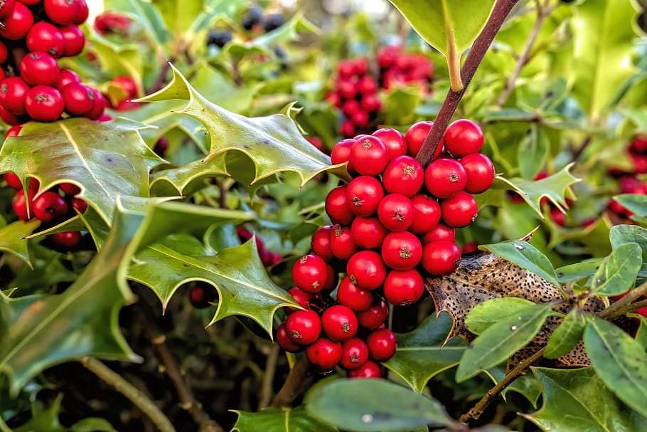 holly, ilex aquifolium, ordinary holly, common holly, aquifoliaceae, plant, green, berry red, spur, healthy eating