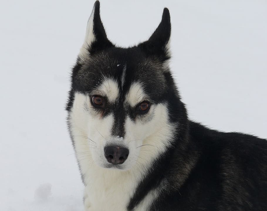 dog, husky, snow, portrait, sled Dog, pets, siberian Husky, animal, purebred Dog, cute