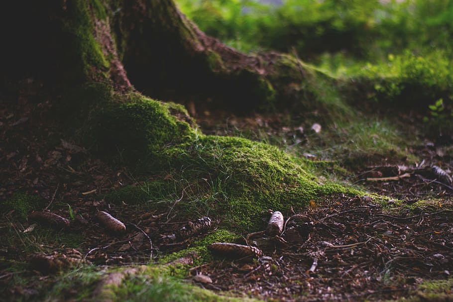 closeup, tree roots, forest, forest floor, moss, nature, green, root, tribe, overgrown