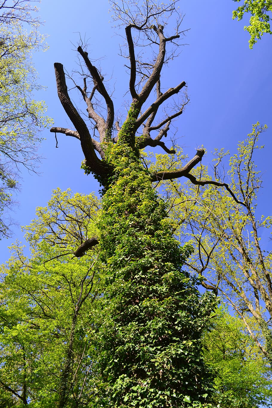 tree, nature, poland, plant, low angle view, sky, growth, green color, branch, beauty in nature
