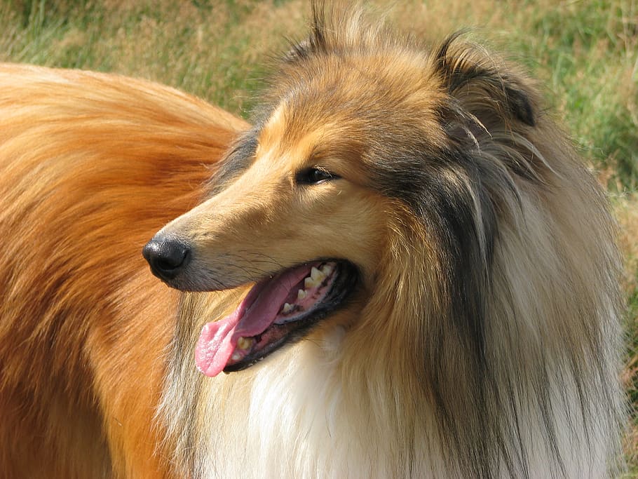 closeup, photography, rough, collie, tricolor, rough collie, dog, profile, close-up, canine