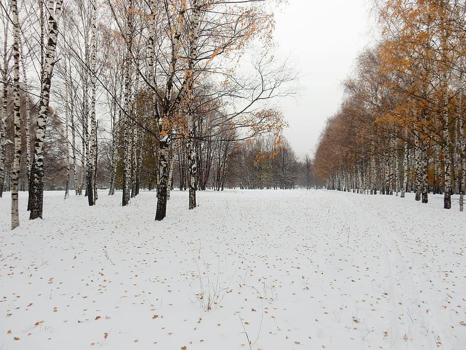 Winter, Trees, Snow, Nature, autumn, landscape, park, weather, living nature, leaves
