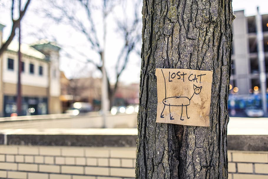 lost, cat signage, tree trunk, lost cat, tree, sign, fun, art, education, joke