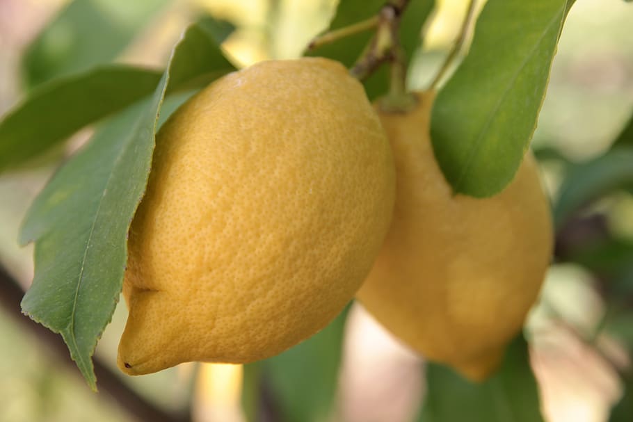 lemon, citrus, fruit, healthy, minus, food, refreshment, yellow, delicious, juicy