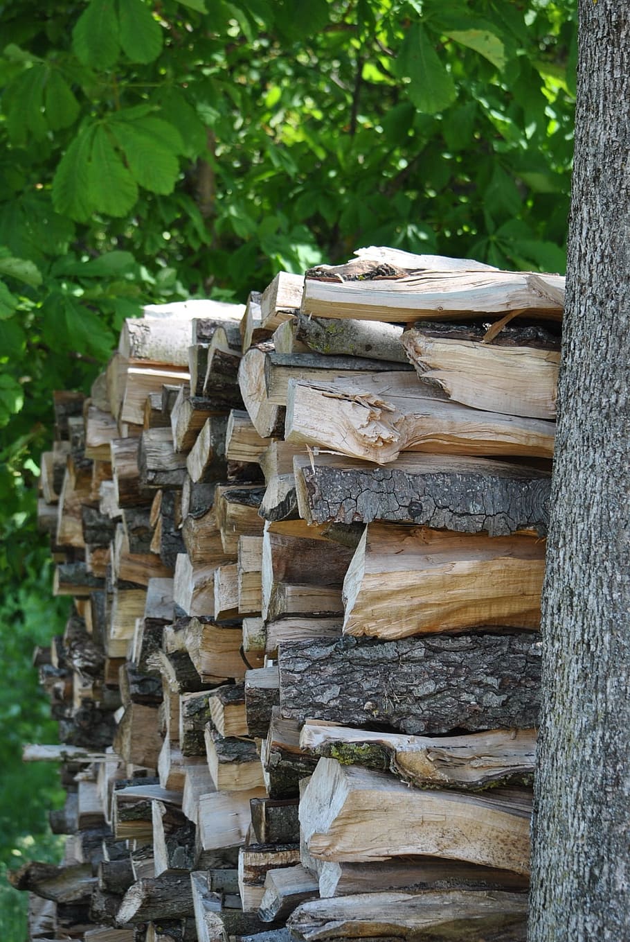 madera, leña, peines para cortar hilos, troncos, aserrados, madera - material, árbol, bosque, pila, tronco