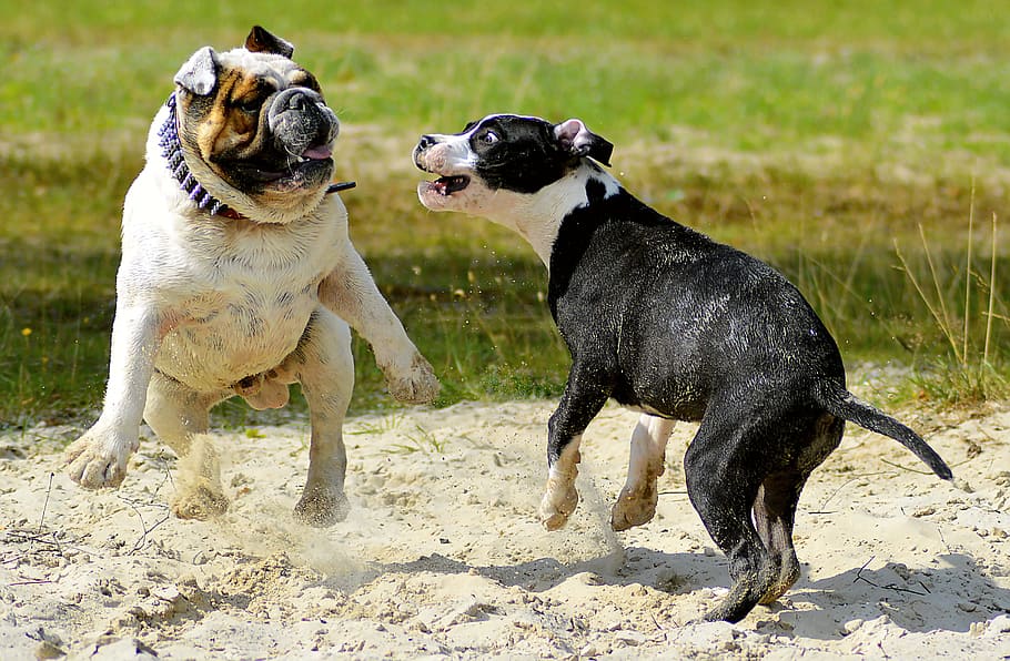 adult, english, bulldog, american, pit, bull, terrier, puppy, fighting, sand