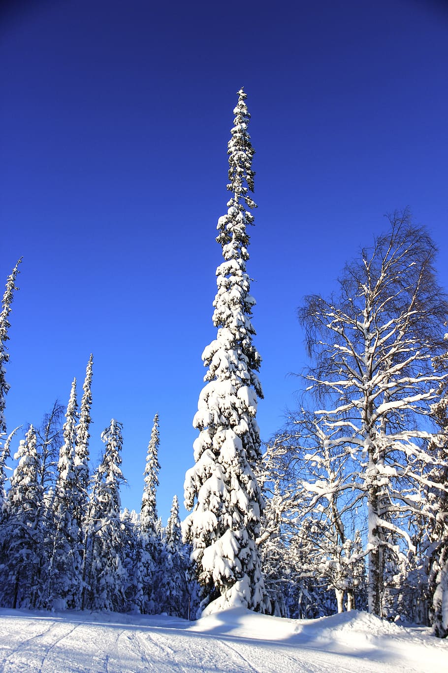 winter, snow, tree, blue sky, lapland, luosto, ski, spruce, winter wonderland, cold temperature