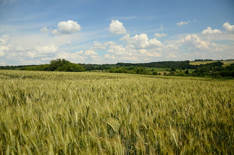 field crops, wheat, rye, triticale, corn, field, the cultivation of, grain, landscape, peace of mind