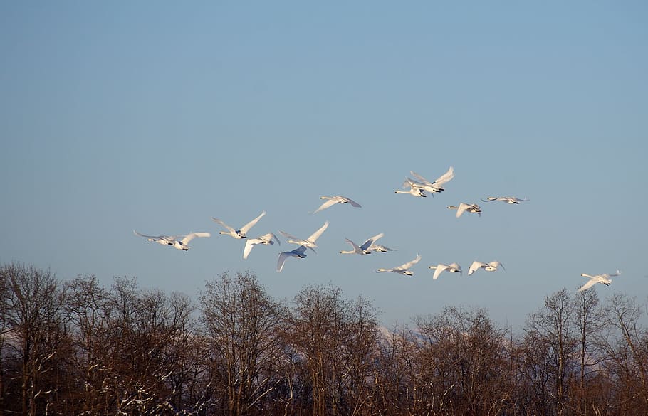 the wild swans, the whooping, a flock of, flight, height, river, backwater, silence, winter, snow