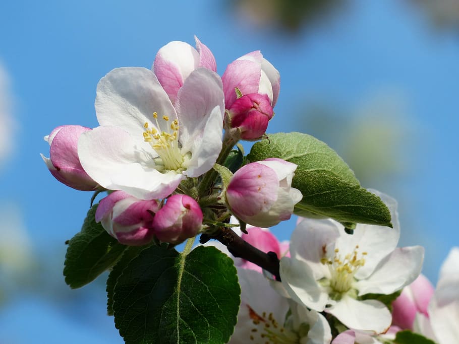 close, white, pink, petal flowers, apple blossom, apple tree, blossom, bloom, branch, leaves