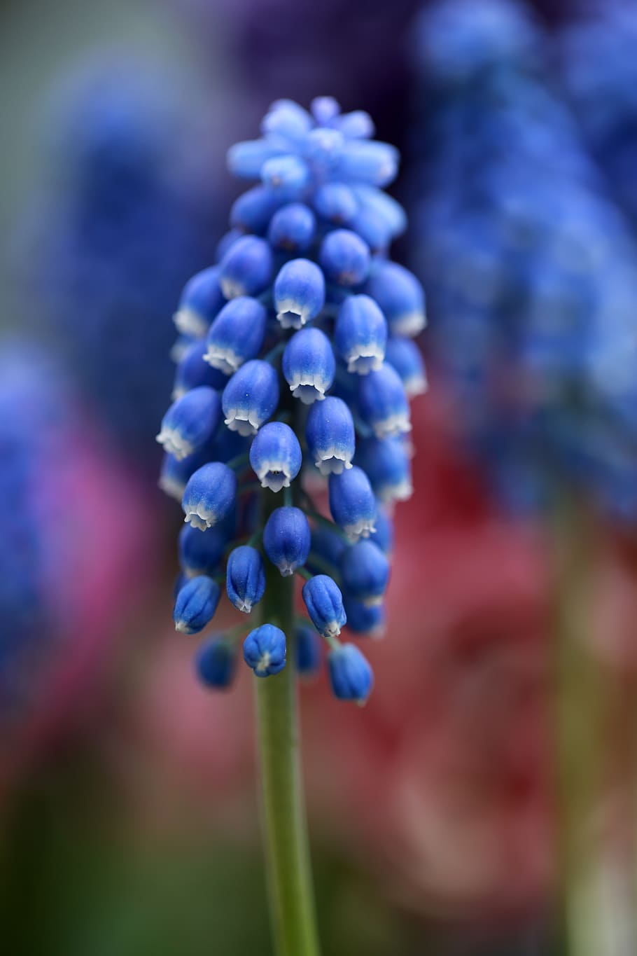 Fleurs, hiver, Le, muscari, purple cluster flower, freshness, growth, beauty in nature, close-up, flower