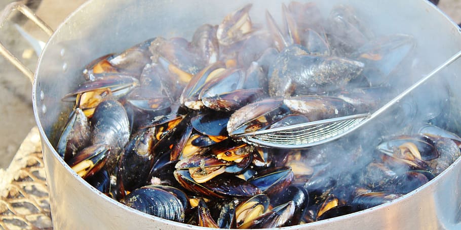 mussels, cook, pot, steam, seafood, meal, delicious, eat, food and drink, food