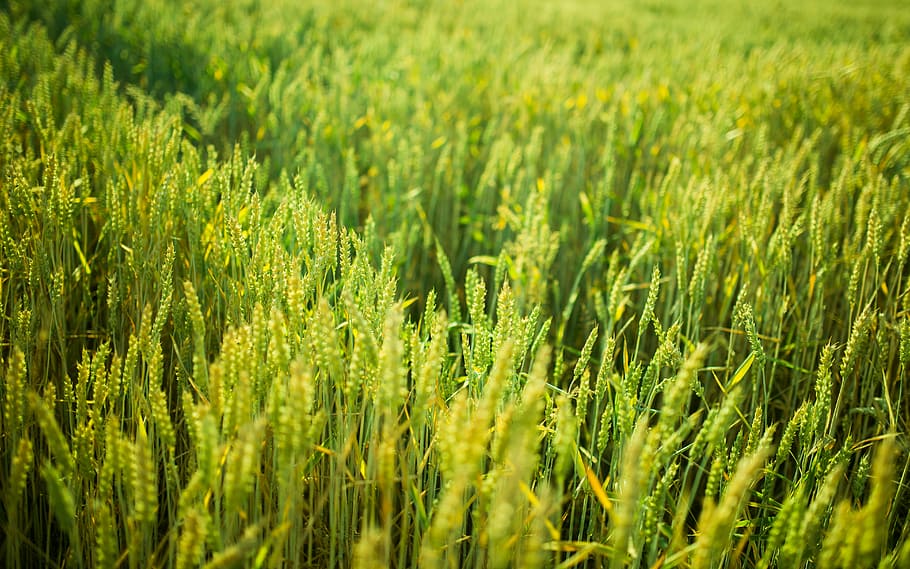 hijau, ladang gandum, siang hari, jerami, lapangan, tanaman, pertanian, pedesaan, musim panas, rumput