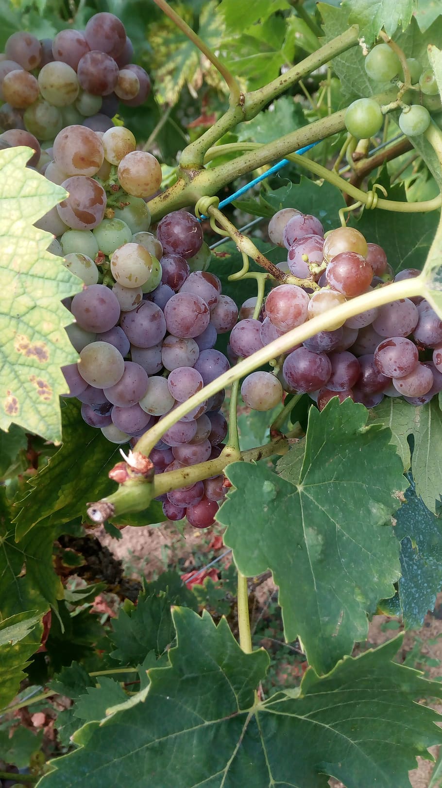 grape, vine, mature, wine, growth, healthy eating, food and drink, food, plant part, fruit