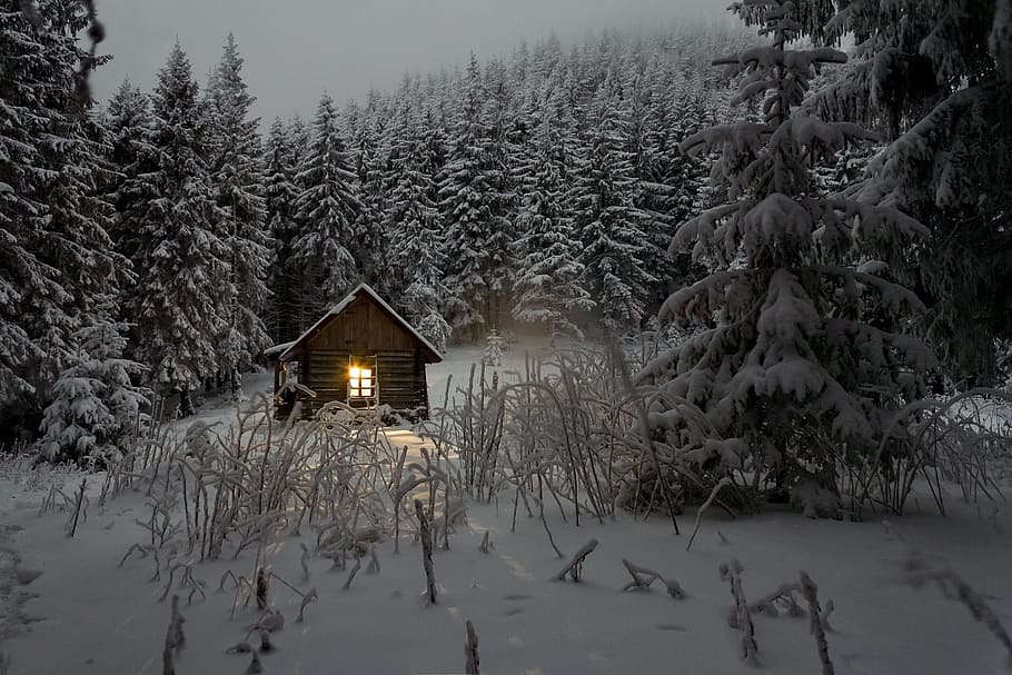 brown, wooden, house, pine trees, snow weather, house between, snow, weather, cabin, wilderness