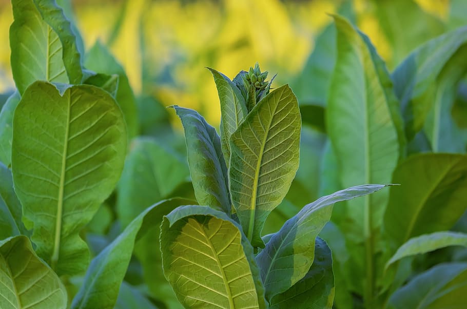 tabaco, nicotiana tabacum, folhas, nicotiana, planta, sombra, krautig, nicotina, agricultura, cultivo