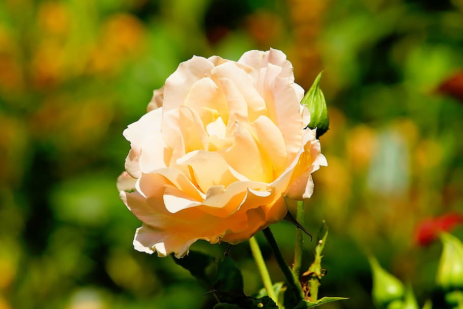 close-up photography, yellow, petaled flower, rose, blossom, bloom, summer, stock rose, front yard, flower