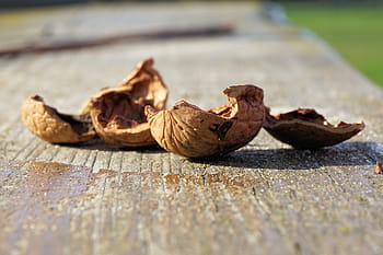 empty walnut shell