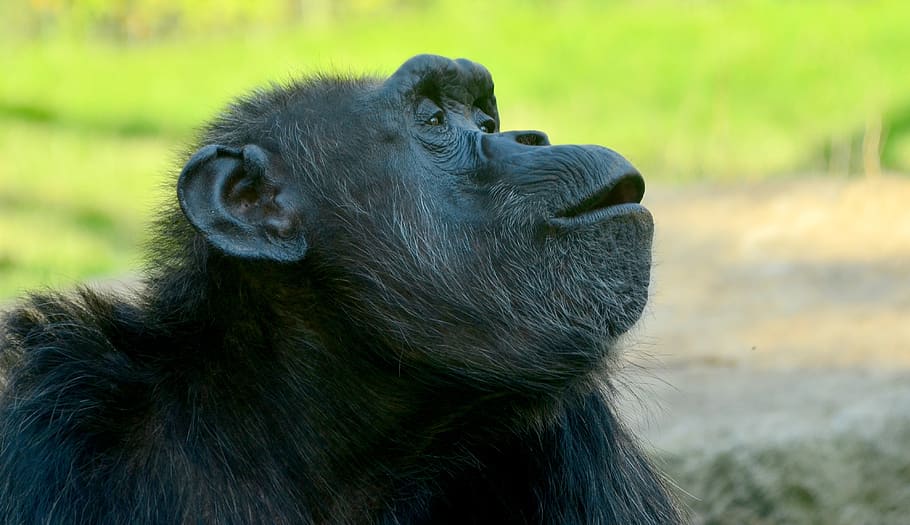 comic, chimpansee, closeup, animal, chimp, wildlife, chimpanzee, ape, monkey, face