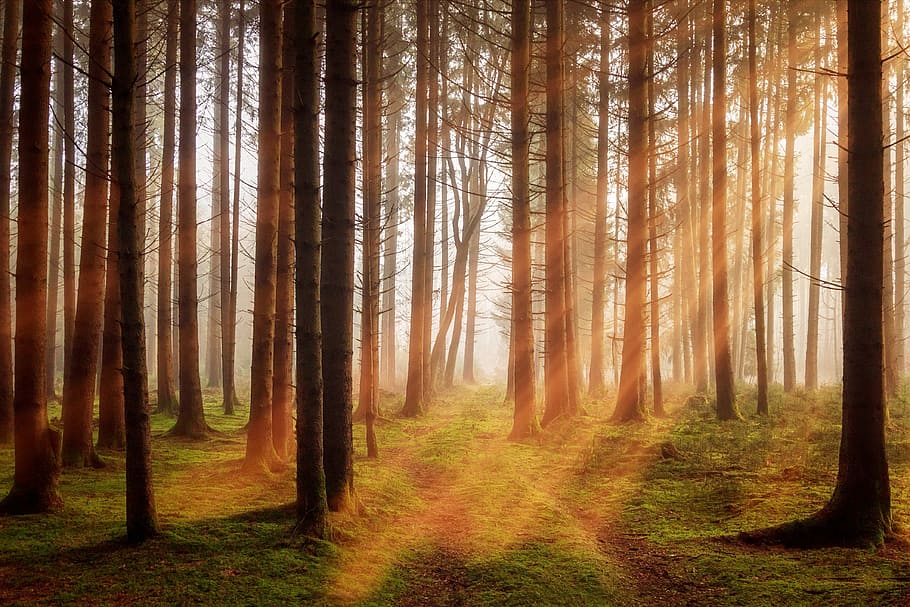 hutan, foto sinar cahaya, pohon, sinar matahari, musim gugur, off road, lanskap, alam, log, morgenstimmung