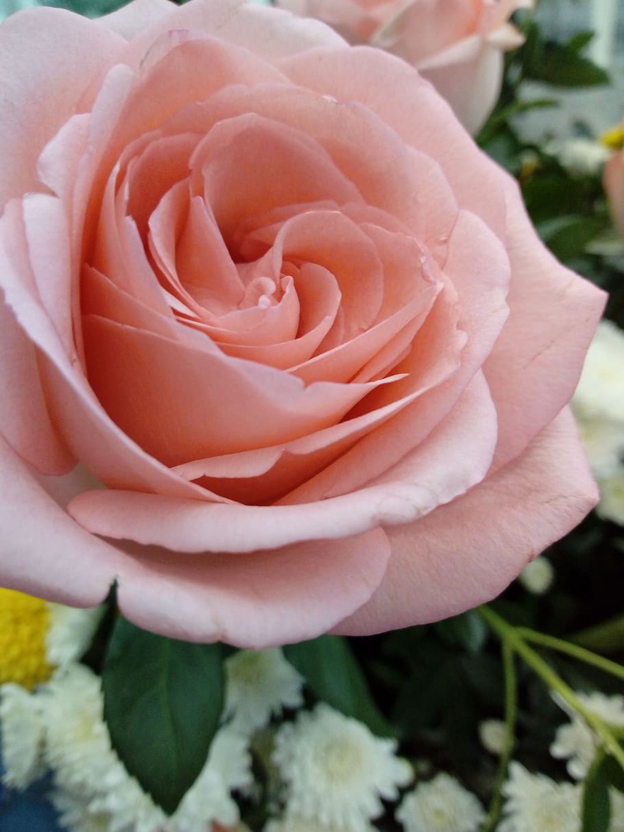 rosa, cinta, damai, kebaikan, tanaman berbunga, bunga, keindahan di alam, menanam, kerentanan, kerapuhan