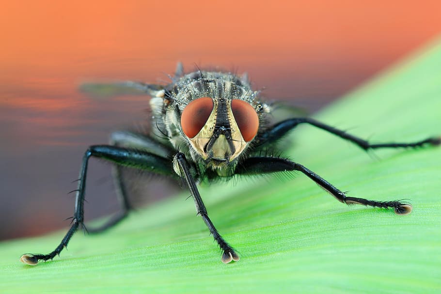 black housefly, fly, housefly, macro, compound eyes, insect, close, flight insect, invertebrate, animal themes