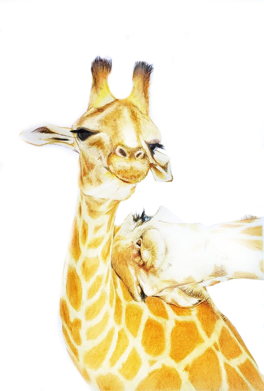 Giraffe, Drawing, Animal, Cute, Cartoon, one animal, white background, animal wildlife, looking at camera, animal themes