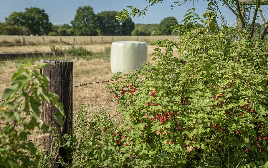pasture, silage, currants, pasture fence, bale, agriculture, field, rural, straw bales, summer