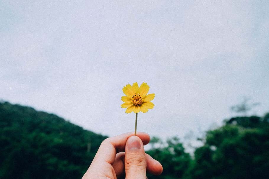 green, trees, plant, nature, sky, yellow, flower, hand, human hand, human body part