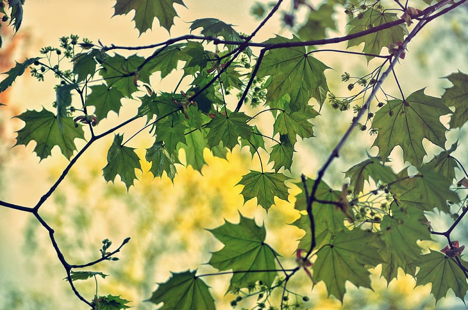 Nature Trees Branches Leaves Flowers Sky Light Summer Spring Still Pxfuel