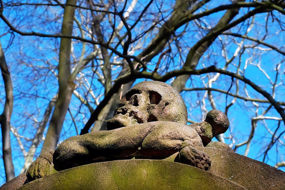 cráneo y tibias cruzadas, cráneo, piedra, obra de arte, extraño, cementerio, árbol, vista de ángulo bajo, planta, nadie