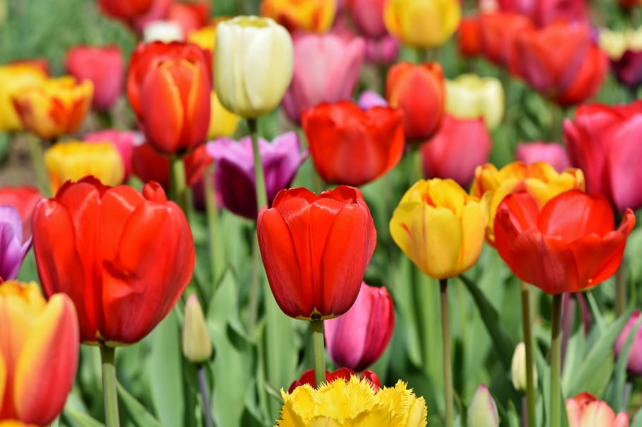 closeup, tulips flowers, tulips, tulip field, tulpenbluete, blossomed, field of flowers, bloom, spring flower, frühlingsanfang