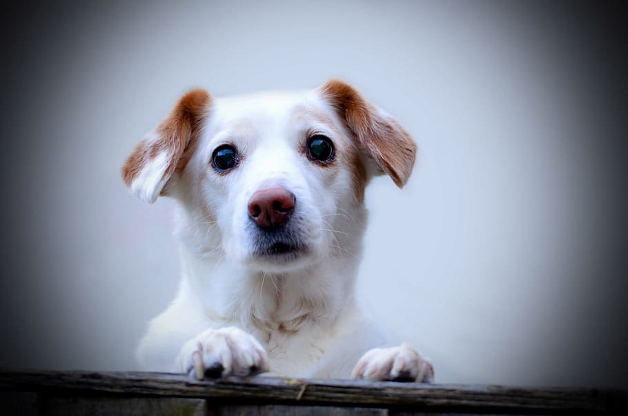 adult, white, tan, jack, russell terrier, dog, animal, friend, loyalty, sweetheart