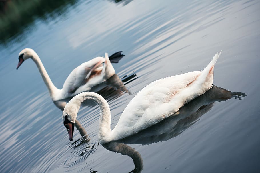 Swans, Lake, animals, nature, swan, water, bird, animal, wildlife, white