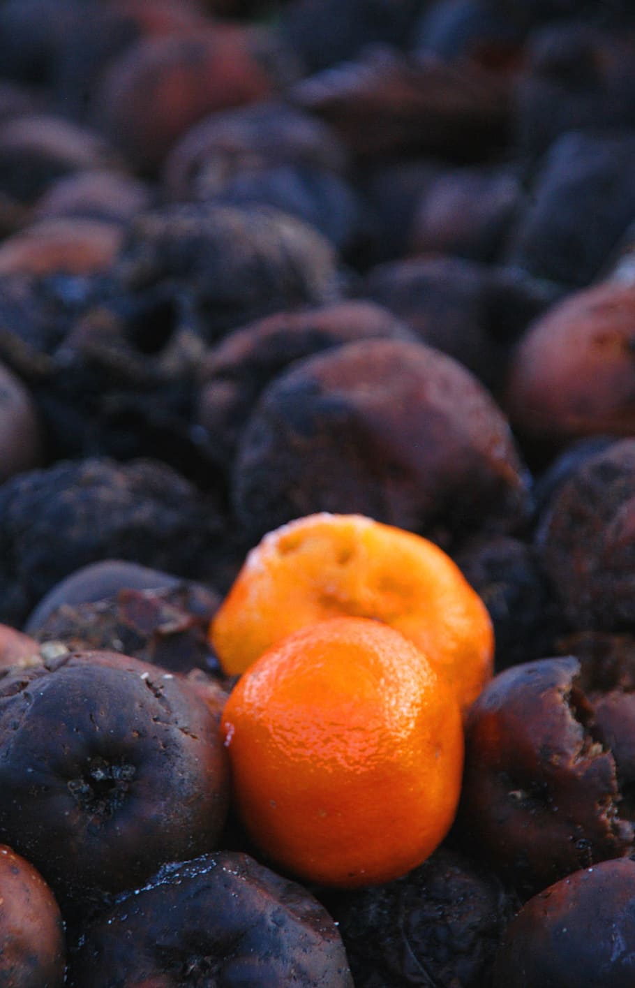 orange, rotten fruit, food, food and drink, healthy eating, freshness, fruit, wellbeing, close-up, abundance