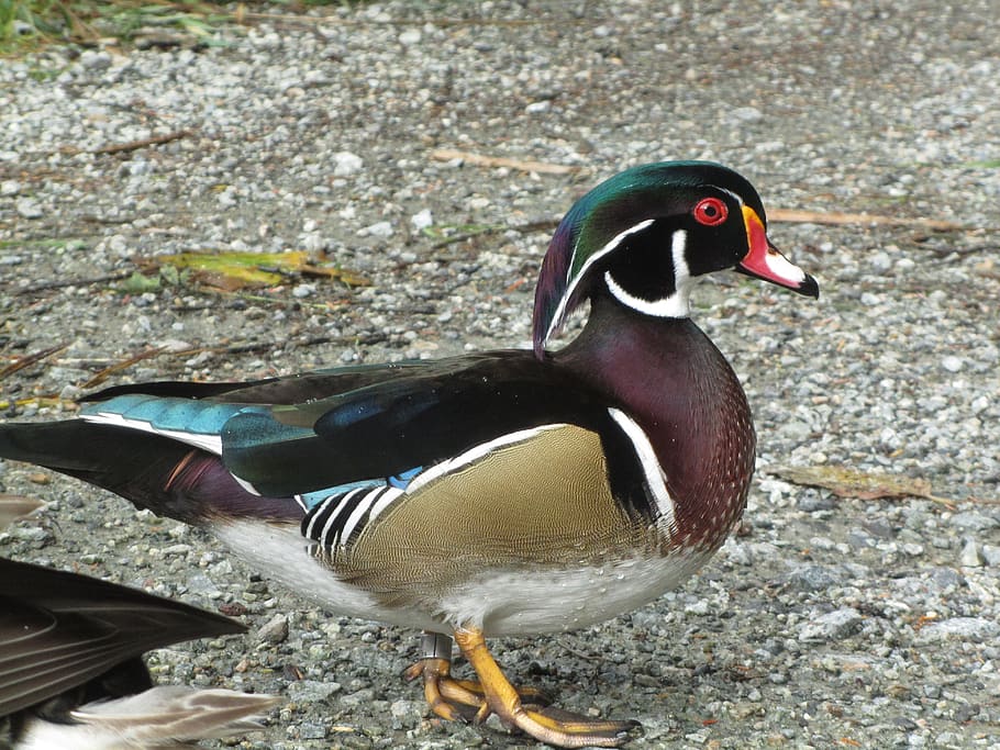 wood duck, drake, waterfowl, aix, brown, bird, male, waterbird, wetland, plumage