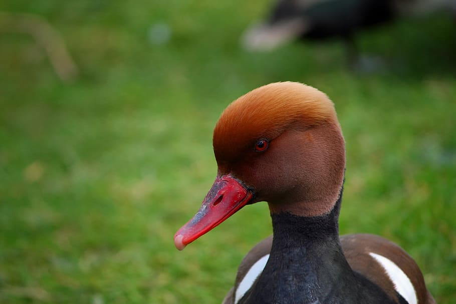 pochard, red headed pochard, duck, bird, portrait, head, close-up, nature, wildlife, animal