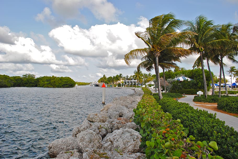 palm tree, waterway, palm, travel, resort, hotel, florida keys, tropical, vacation, landscape