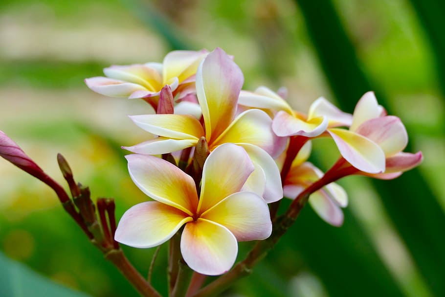 flower, nature, plant, tropical, fagipani, frangipani, tropical ...