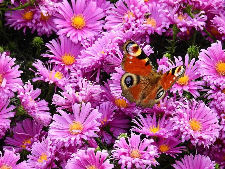 flowers, purple, nature, plant, butterfly, background, map, postcard, peacock, flower